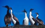 Cormorant, King Cormorant 02