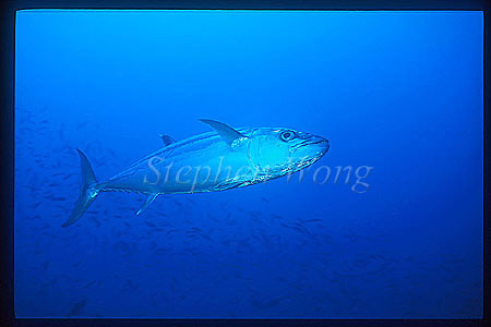 Dogtooth Tuna 01