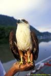 Fish Eagle 03jpg090106