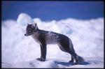 Fox, Arctic Fox 01 on floating Iceberg