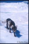 Fox, Arctic Fox 02 on floating Iceberg, tried to come onto my zodiac