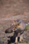 Lesser Grey Fox 02 Dusicyon grisens copy