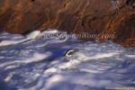 Magellanic Penguins 11 go swimming copy