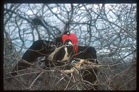 Magnificient Frigate Bird courting, Fregata magnificens 01