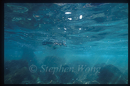 Penguin, Galapagos Penguin 01