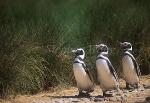 Penguin, Magellanic Penguin 02