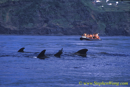 Pilot Whales & whalewatchers 03 0705