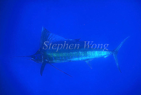 Pacific Sailfish 01a New Caledonia