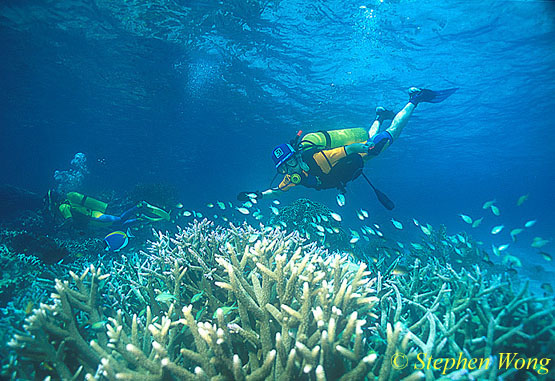 Sam Y & Peter K, Similans 0292 081803