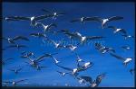 Seagull 01