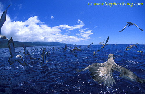 Shearwaters 01 0705