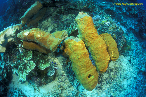 Sponge, 01 Anchor damaged Sponges 01 090106