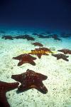 Star Fish 01t 060608