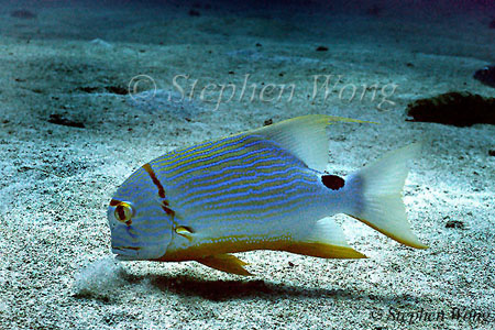 Threadfin Snapper 01 blowing sand to find food X 080803