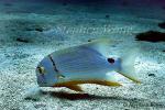 Threadfin Snapper 01 blowing sand to find food X 080803