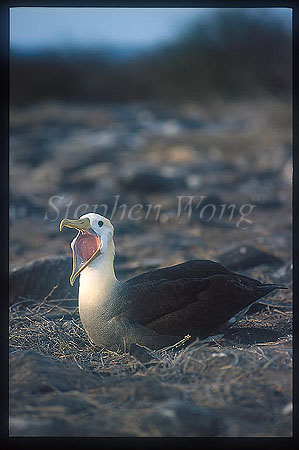 Waved Albatross 01