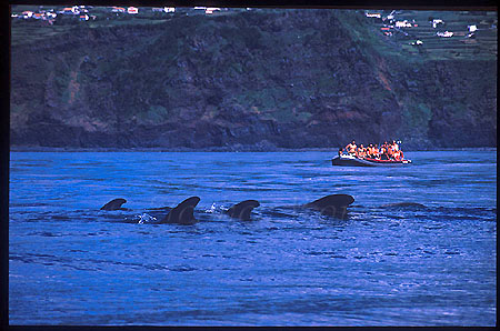 Whale & Dolphin Watchers 02