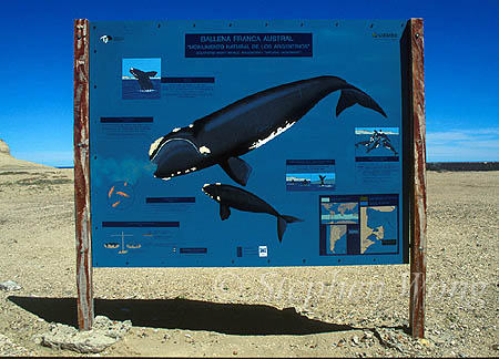 Whale Signs 01