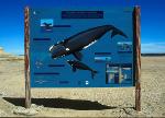 Whale Signs 01