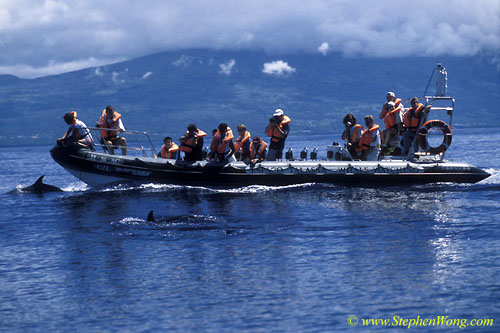 Whale watchers & dolphins 01 110104