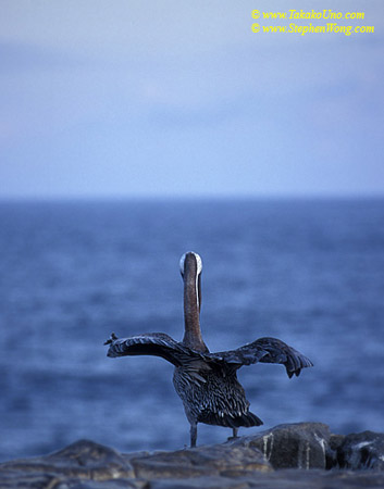 z Brown Pelican 01 110104