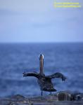 z Brown Pelican 01 110104