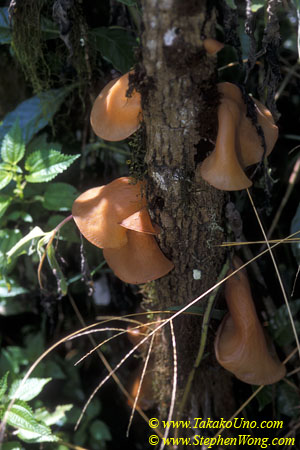 z Fugus on tree, endemic, Baltra Crater 110104