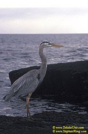 z Great Blue Heron 01 110104