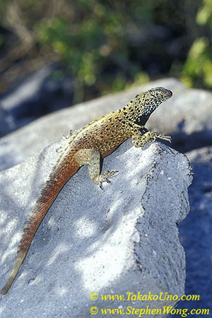 z Lava Lizard 01 110104