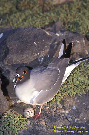 z Swallow-tailed Gull & egg