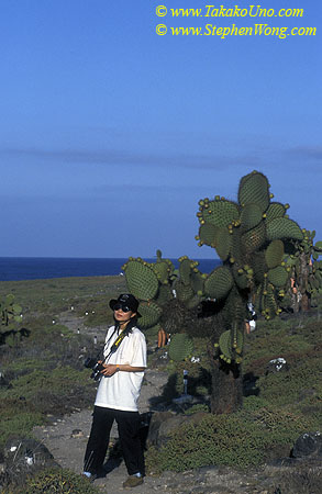 z Takako & Cactus Tree, endemic, Galapagos 110104