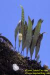 z Wild Plant 2, endemic, Baltra Crater 110104