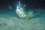 Angel Shark 03 catching fish 01 020804