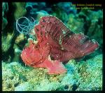 Baby Volitans Lionfish sitting on Paper Scorpionfish 01