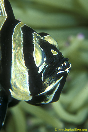 Banggai Cardinal papa with babies 01b eyes in mouth