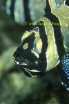 Banggai Cardinal papa with babies 04b eggs & tail in mouth