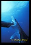 Blue Shark 01, 050103