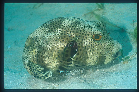 Cleaner Shrimp Servicing, Star Puffer 01, (gill & belly)