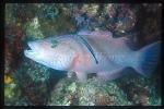 Cleaner Wrasse Servicing, Cheeklined Maori Wrasse 01