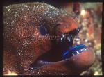 Cleaner Wrasse Servicing, Moray Eel, Yellow-margined 01