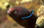 Cleaner Wrasse Servicing, Pearl-eye Moray Eel 01