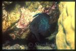 Cleaner Wrasse Servicing, Three-spot Dascyllus 01