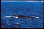 Common Dolphins & Humpback Whale 01 travelling together