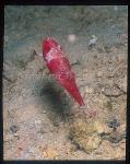 Crinoid Cuttlefish 01, feeding (see tentacles coming out)