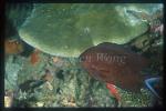 Damselfish, Spiny Chromis adult and babies 01, parental care for babies
