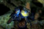 Dragonet, Mating Mandarin Fish 03