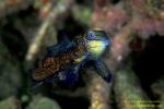 Dragonet, Mating Mandarin Fish 06