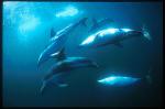 Dusky Dolphins mating 03 penis erection