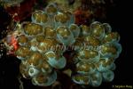 Flatworm on Bubble Coral 01 080103