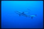Gray Reef Shark & Rainbow Runners 01 fish ridding of parasite from shark's skin